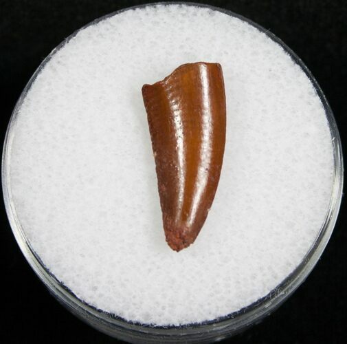 Fossil Raptor Tooth From Morocco #4734